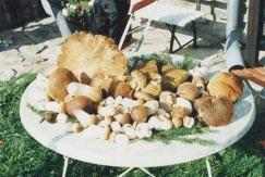Snapshot of the mushrooms found by the guests of our pension. The link leads to a larger snapshot.