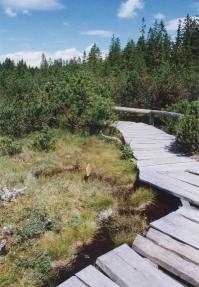 Snapshot of Chalupska slat (the bog) - pavement. Link leads to a larger snapshot.