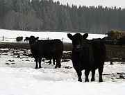 Typical sumava cow - snapshot, link leads to a bigger picture